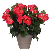 Artificial Plant - Pink Begonia - MICA